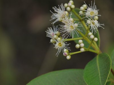 Syzygium caryophyllatum, photographed by Dinesh Valke