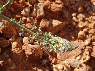Reseda alba, photographed by Grzegorz Grzejszczak