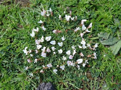 Trifolium uniflorum, photographed by Grzegorz Grzejszczak