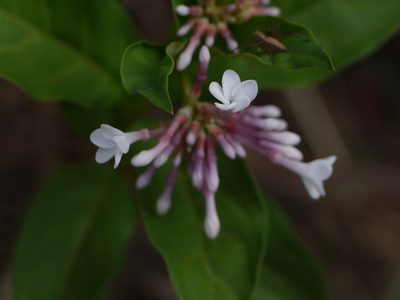 Rauvolfia serpentina, photographed by Dinesh Valke