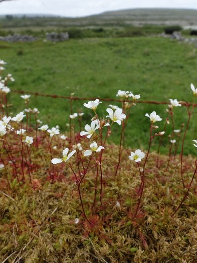 Saxifraga hypnoides, photographed by Jamie O'Neill