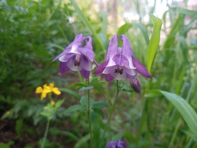 Aquilegia atrata, photographed by Michal Honskus