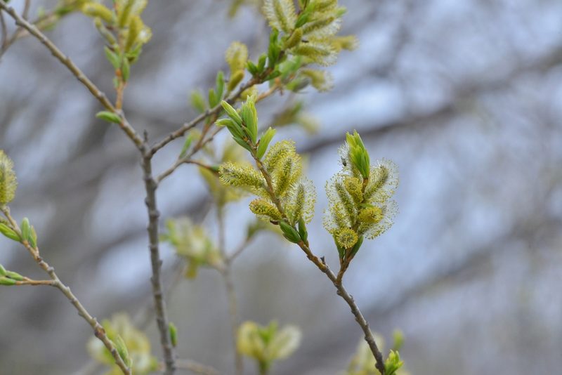 Salix udensis, photographed by Валерия Ковалева
