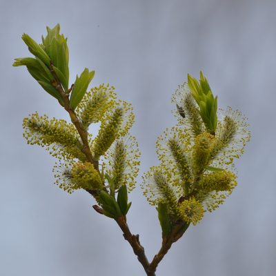 Salix udensis, photographed by Валерия Ковалева
