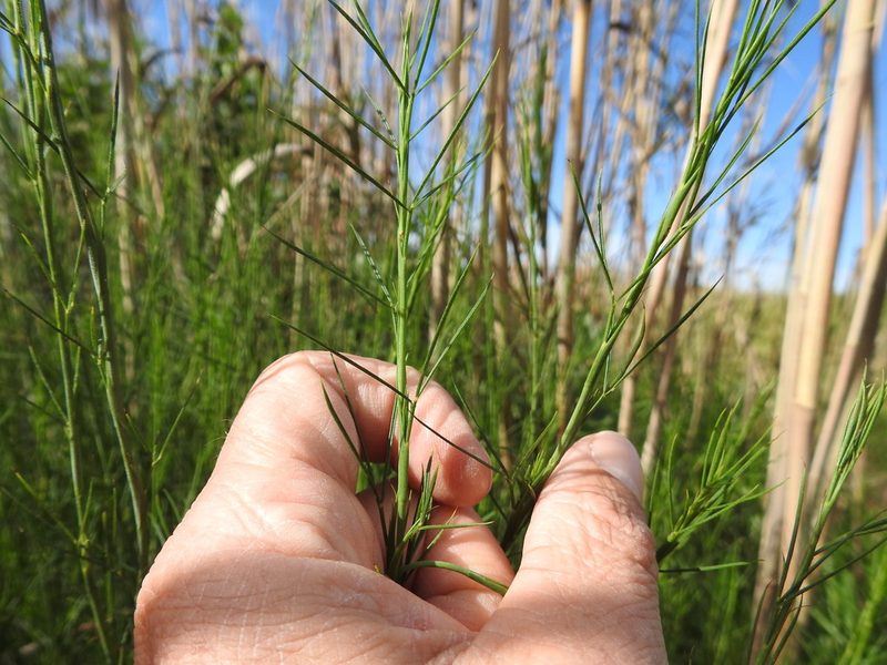 Psoralea fascicularis, photographed by Paul Emms