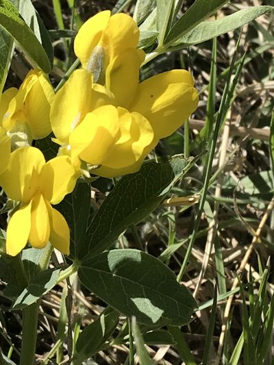 Thermopsis divaricarpa, photographed by Jared Shorma
