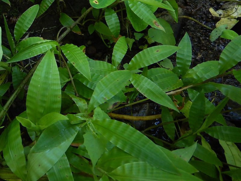 Centotheca lappacea, photographed by Jon Sullivan