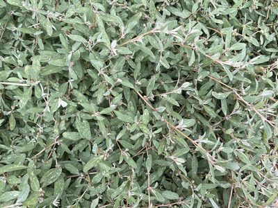 Atriplex semibaccata, photographed by Dylan Wishart