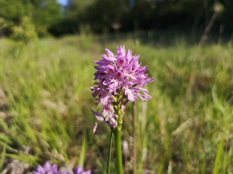 Neotinea tridentata, photographed by Jens-Christian Svenning