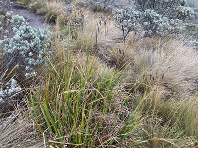 Carex jamesonii, photographed by Fabien Anthelme