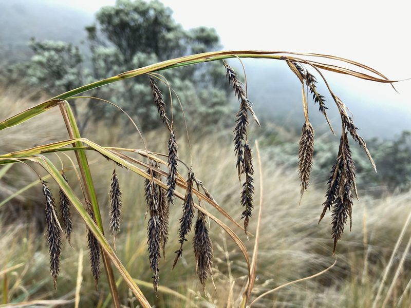 Carex jamesonii, photographed by Fabien Anthelme