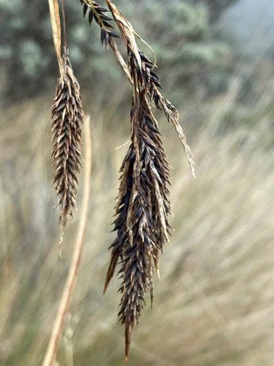 Carex jamesonii, photographed by Fabien Anthelme