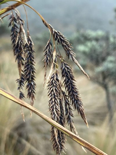 Carex jamesonii, photographed by Fabien Anthelme
