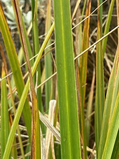 Carex jamesonii, photographed by Fabien Anthelme