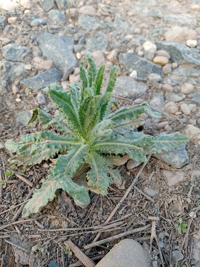 Cirsium serratuloides, photographed by Владимир Преловский