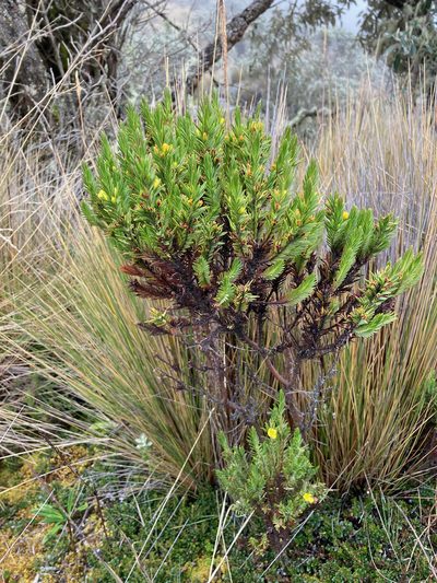 Hypericum lancioides, photographed by Fabien Anthelme