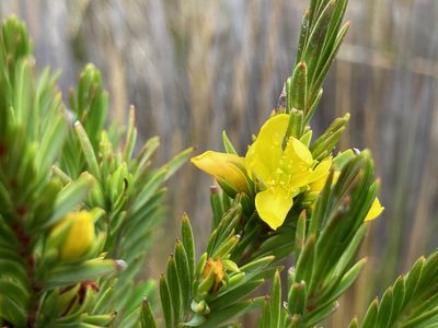 Hypericum lancioides, photographed by Fabien Anthelme