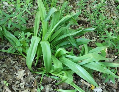 Colchicum autumnale, photographed by Jens-Christian Svenning