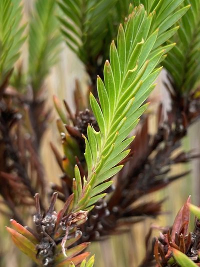 Hypericum lancioides, photographed by Fabien Anthelme