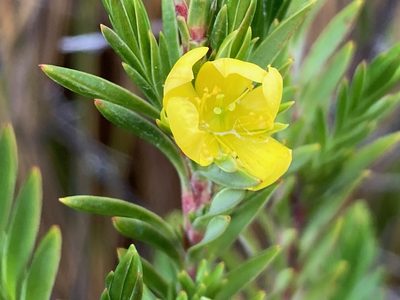 Hypericum lancioides, photographed by Fabien Anthelme