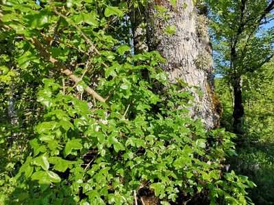 Acer monspessulanum, photographed by Jens-Christian Svenning