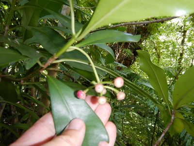 Ardisia elliptica, photographed by Jon Sullivan