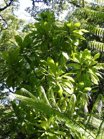 Meryta pauciflora, photographed by Jon Sullivan