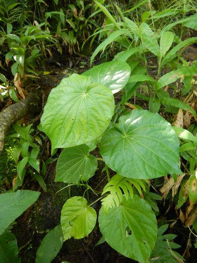 Piper latifolium, photographed by Jon Sullivan
