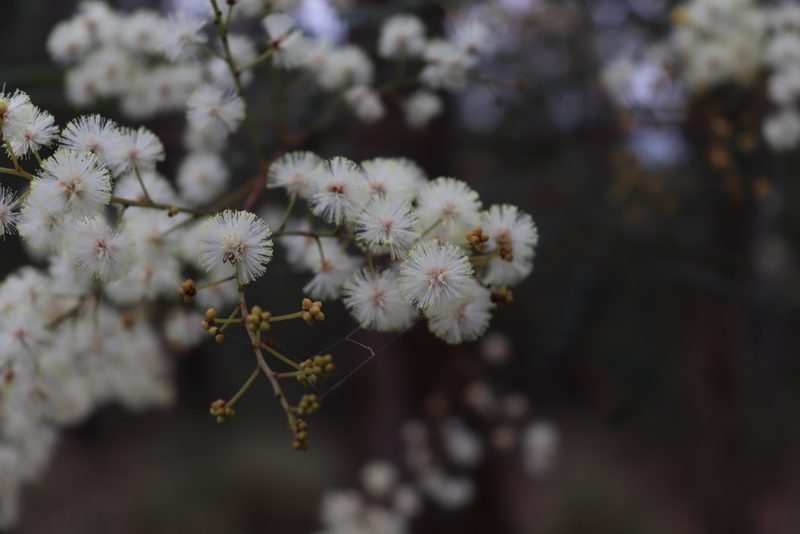 Acacia terminalis, photographed by Liam southwell