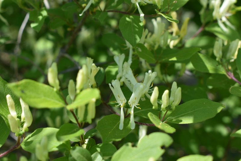 Lonicera ruprechtiana, photographed by Repina Tatyana