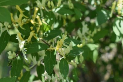 Lonicera ruprechtiana, photographed by Repina Tatyana