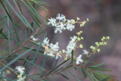 Acacia linifolia, photographed by Liam southwell