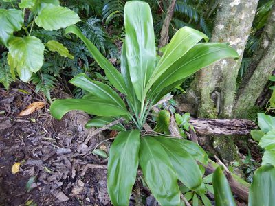 Cordyline fruticosa, photographed by Jon Sullivan