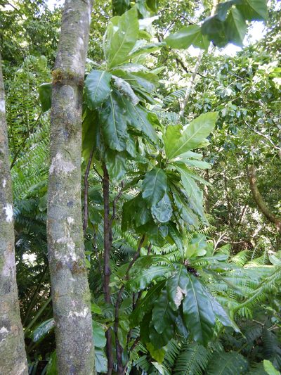 Meryta pauciflora, photographed by Jon Sullivan