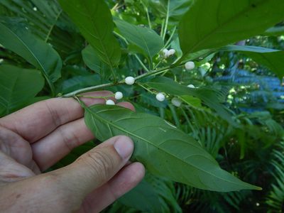 Cestrum nocturnum, photographed by Jon Sullivan