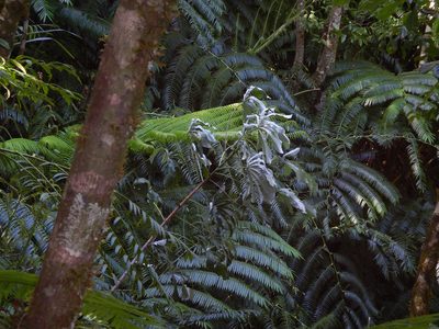 Cecropia pachystachya, photographed by Jon Sullivan