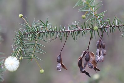 Acacia ulicifolia, photographed by Liam southwell