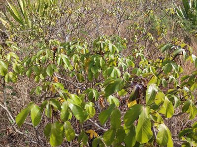 Jatropha gossypiifolia, photographed by Augustin Soulard