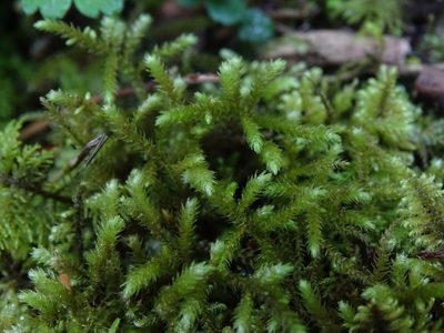Eurhynchium striatum, photographed by Zeke Marshall