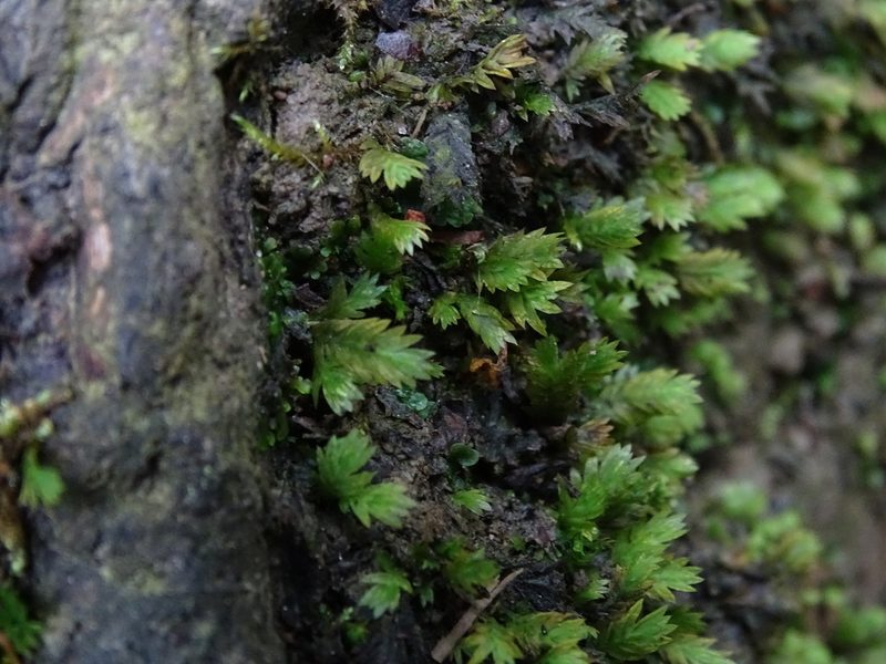Fissidens taxifolius, photographed by Zeke Marshall