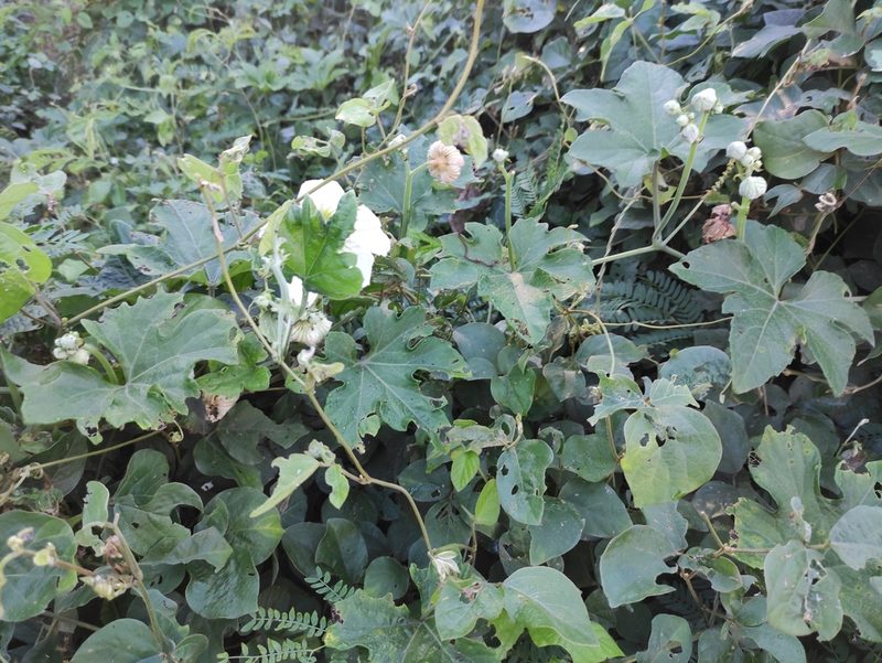 Lagenaria sphaerica, photographed by Augustin Soulard
