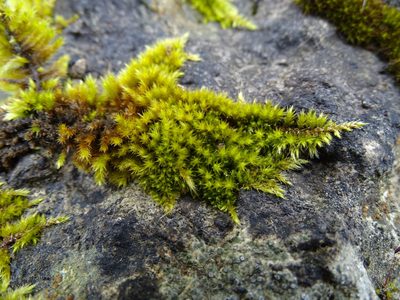 Homalothecium sericeum, photographed by Zeke Marshall