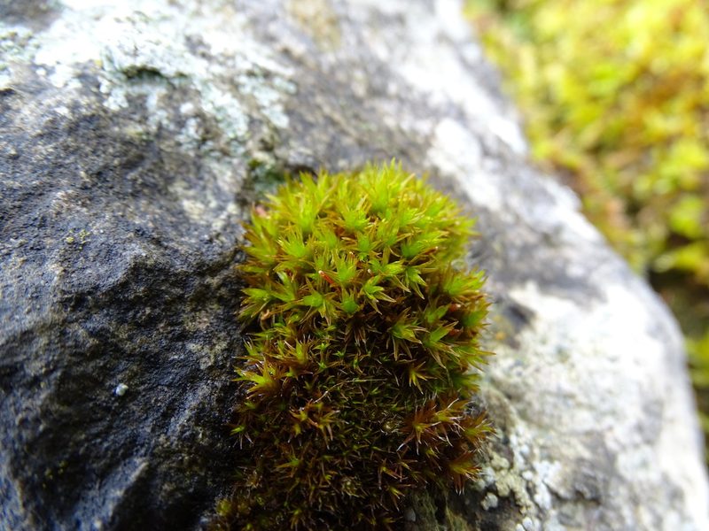 Orthotrichum anomalum, photographed by Zeke Marshall