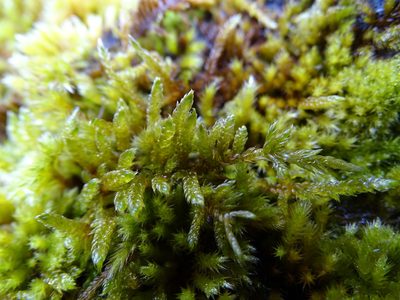 Hypnum cupressiforme, photographed by Zeke Marshall
