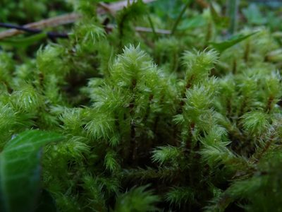 Hylocomiadelphus triquetrus, photographed by Zeke Marshall