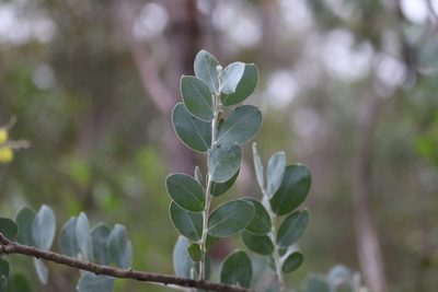 Acacia podalyriifolia, photographed by Liam southwell