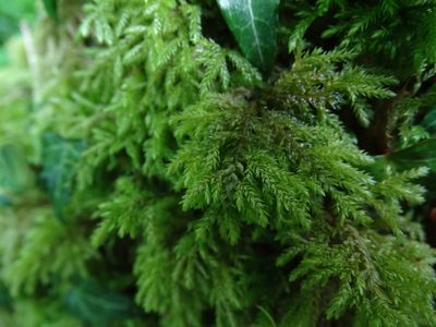 Thamnobryum alopecurum, photographed by Zeke Marshall