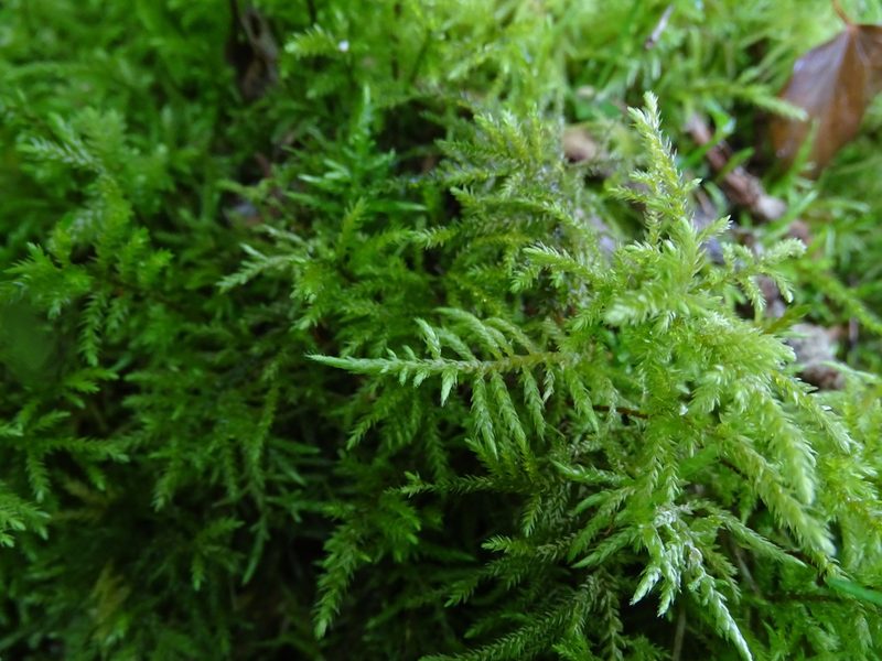 Cirriphyllum piliferum, photographed by Zeke Marshall