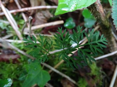 Conopodium majus, photographed by Zeke Marshall