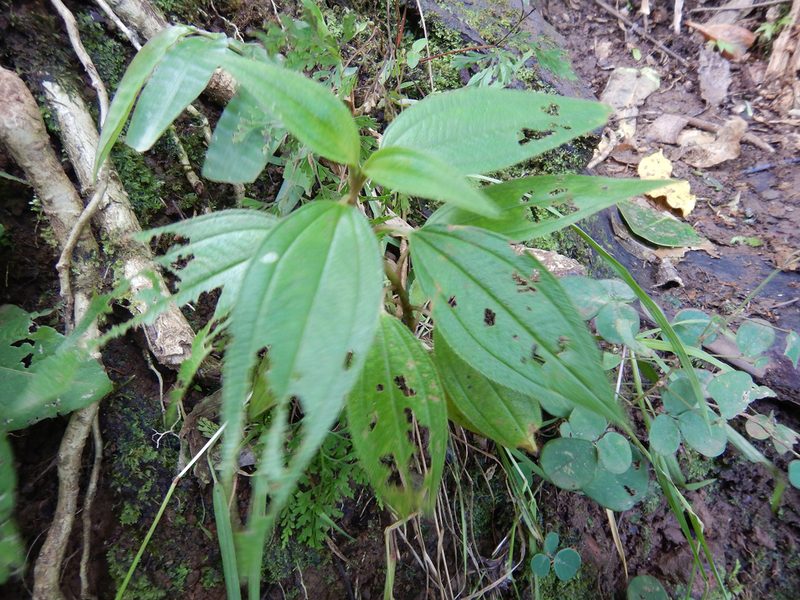 Melastoma denticulatum, photographed by Jon Sullivan